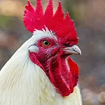Drzemka *