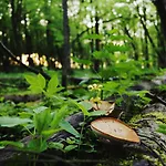 Drzemka * Ruda (Skierniewice)