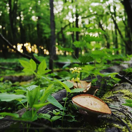 Drzemka * Ruda (Skierniewice)