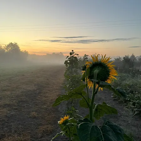 בית חווה Drzemka Ruda (Skierniewice)