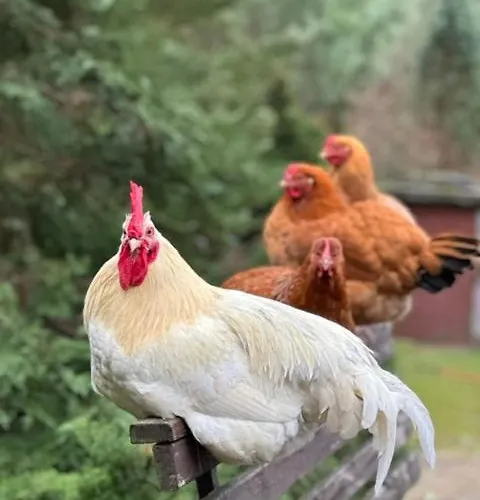 Drzemka مزرعة للإقامة Ruda (Skierniewice)