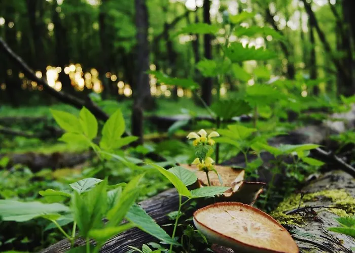 Drzemka * Ruda (Skierniewice)