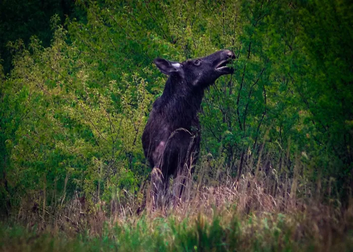Drzemka Ruda (Skierniewice)
